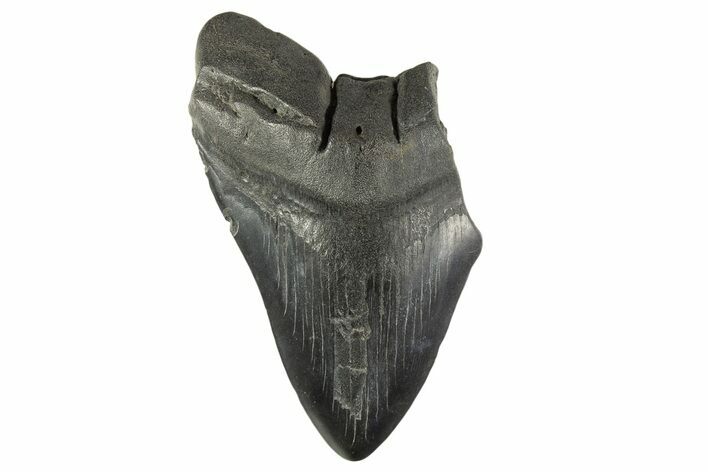 Partial Fossil Megalodon Tooth - South Carolina #332310